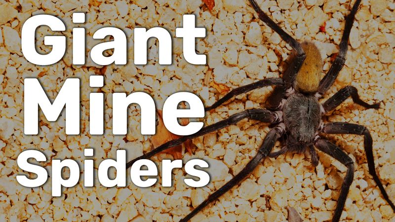 a mine spider on gravel.