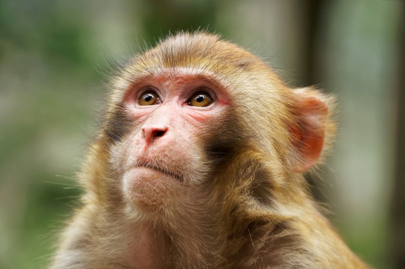 close up of the face of a rhesus macaque