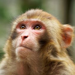 close up of the face of a rhesus macaque