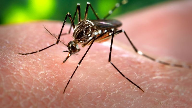 This 2006 photograph depicted a female, Aedes aegypti mosquito, from a slightly superior, left anterior-oblique perspective, while she was in the process of acquiring a blood meal from her human host.