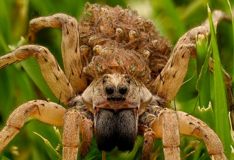 A large spider looks directly at the camera with hundreds of spiderlings on her back in the middle of some green grass.