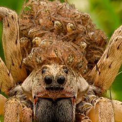 A large spider looks directly at the camera with hundreds of spiderlings on her back in the middle of some green grass.