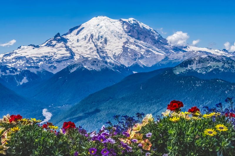 A photo showing the snow capped Mount Rainier in the distance under a pure blue sky. The mountain has small clouds around its base. A valley is visible to the bottom left of the image and has a river running through it. The foreground is taken up by colorful flowers that are yellow, red, blue and purple. 