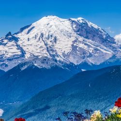 A photo showing the snow capped Mount Rainier in the distance under a pure blue sky. The mountain has small clouds around its base. A valley is visible to the bottom left of the image and has a river running through it. The foreground is taken up by colorful flowers that are yellow, red, blue and purple. 