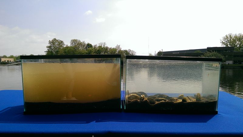 Photo of two tanks showing the impact of freshwater mussels' pumping power. The one on the left had no mussels and the one on the right had fifteen mussels. In just 90 minutes, the mussels cleared the tank of suspended particles