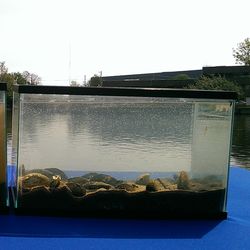 Photo of two tanks showing the impact of freshwater mussels' pumping power. The one on the left had no mussels and the one on the right had fifteen mussels. In just 90 minutes, the mussels cleared the tank of suspended particles