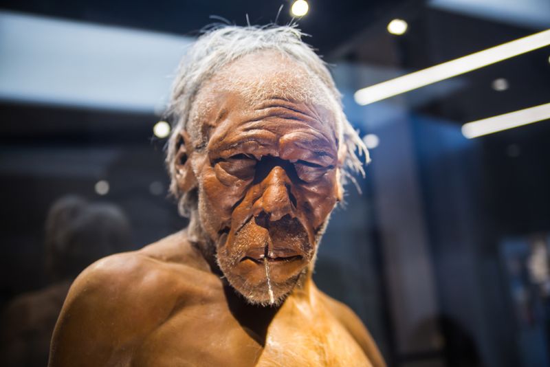 A model of a Neanderthal adult male at the Natural History Museum in London.