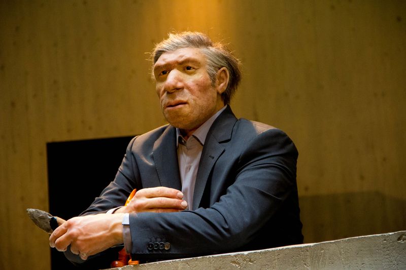 A model of a Neanderthal man in modern clothing at the Neanderthal Museum in Mettmann, Germany.