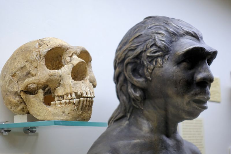 A Neanderthal skull and statue of a Neanderthal man