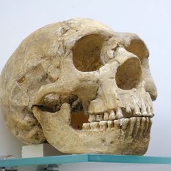 A Neanderthal skull and statue of a Neanderthal man