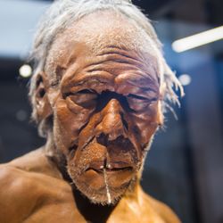 A model of a Neanderthal adult male at the Natural History Museum in London.