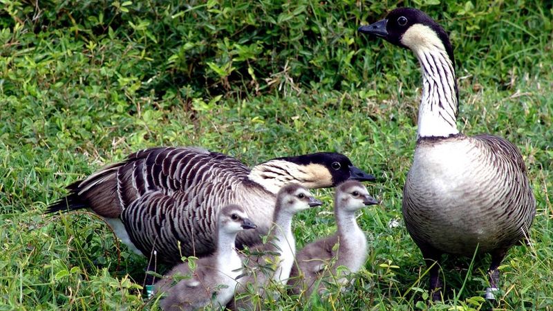 a family of nene, or Hawaiian geese - there are two adult birds, which have grayish-brown feathers, and three chicks, which are gray, white and fluffy