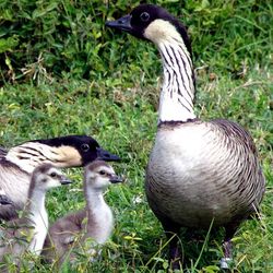 a family of nene, or Hawaiian geese - there are two adult birds, which have grayish-brown feathers, and three chicks, which are gray, white and fluffy