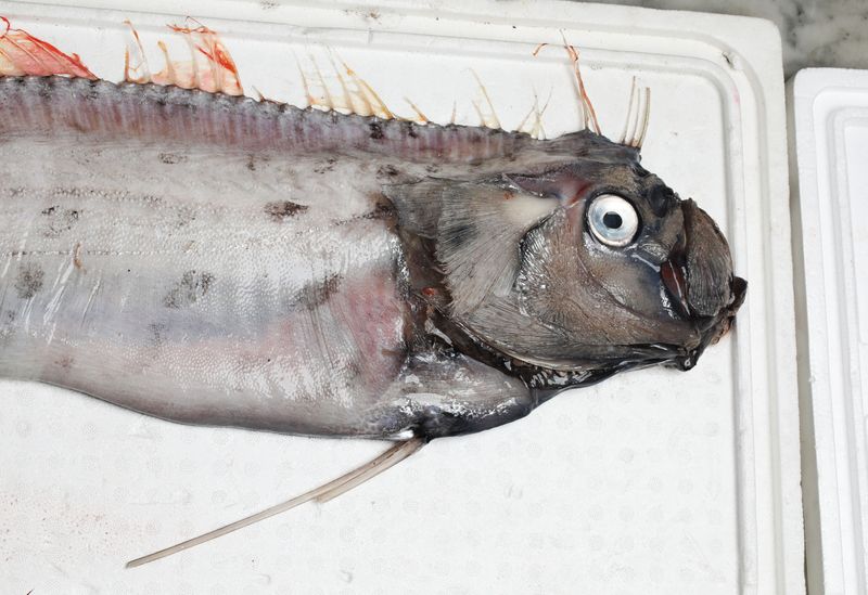 Oarfish (Regalecus russelii)