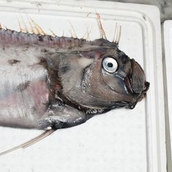 Oarfish (Regalecus russelii)