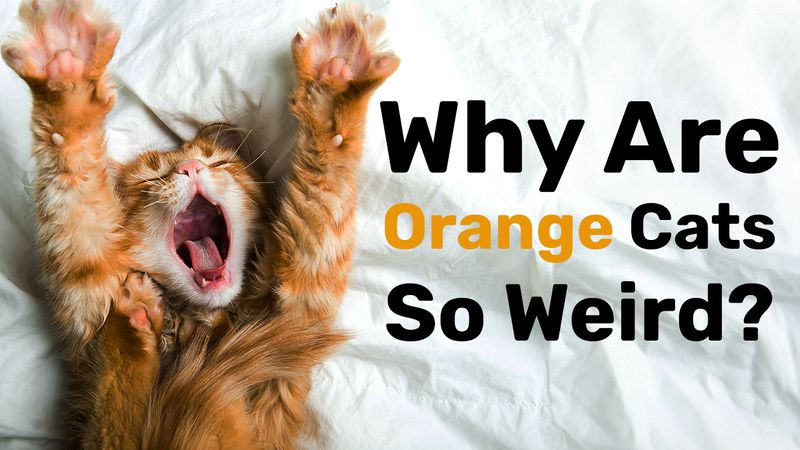 An orange cat yawning on a bed