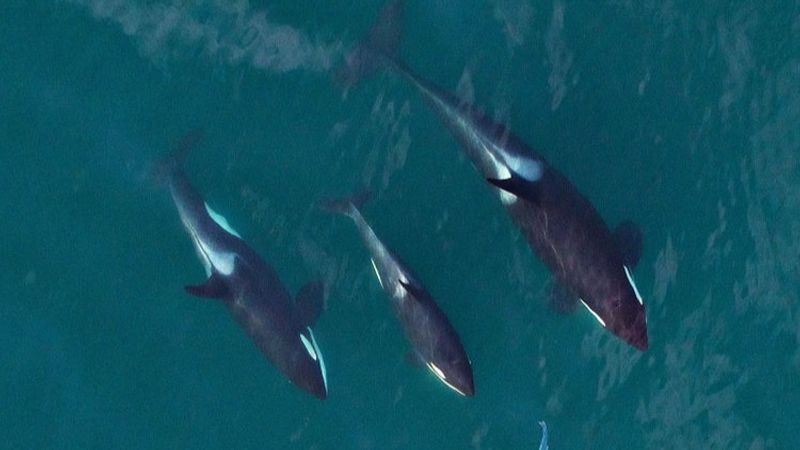  Younger and older Southern Resident orcas hunting salmon prey as a group