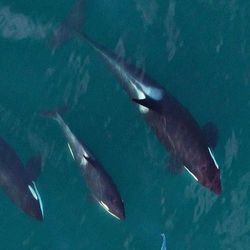  Younger and older Southern Resident orcas hunting salmon prey as a group