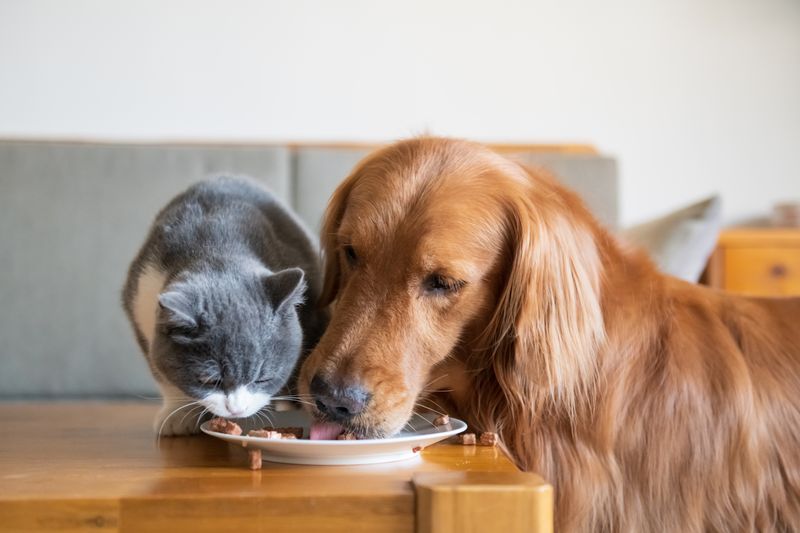 A cat and dog eating pet food from the same bowl