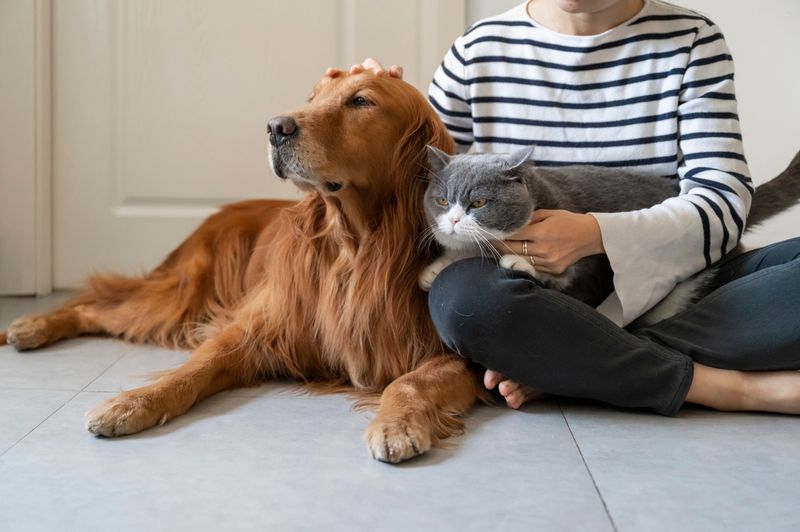 A woman pets a ginger dog and a grey cat on her lap