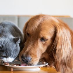 A cat and dog eating pet food from the same bowl