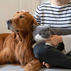 A woman pets a ginger dog and a grey cat on her lap