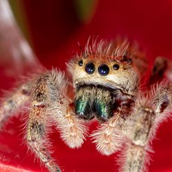 Phidippus clarus, also known as the brilliant jumping spider.  