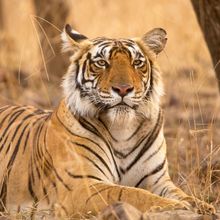 Photograph of bengal tiger Riddhi laying down in brown grass among trees, paws out in front of her, looking calm