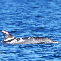 Photograph of Speckles the piebald dolphin swimming in the water