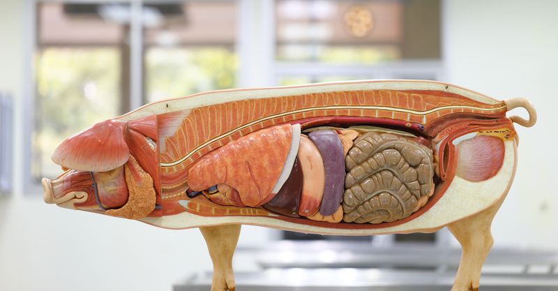 A model of a pig showing the arrangement of its organs and internal anatomy. The model has been dissected along its middle so that it shows these arrangements when viewed on profile.