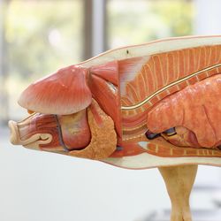 A model of a pig showing the arrangement of its organs and internal anatomy. The model has been dissected along its middle so that it shows these arrangements when viewed on profile.