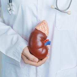 close-up of someone in a white doctor's coat holding an anatomical model of a kidney and renal gland