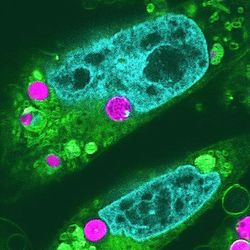 Animal cells with chloroplasts