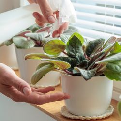 Potted violets on wooden window sill, woman sprays plants in white pots at home.