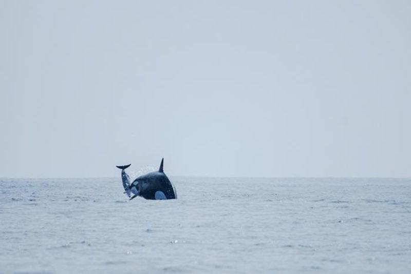 The photo shows a distant shot of an orcas breaching the water as she propels a dusky dolphin into the air. The animal has its back mostly to a camera, but you can see its face hitting the dolphin that is upside down in front of her.