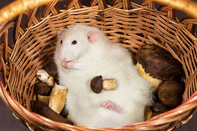 large white rat lying in a basket surrounded by mushrooms