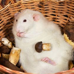 large white rat lying in a basket surrounded by mushrooms