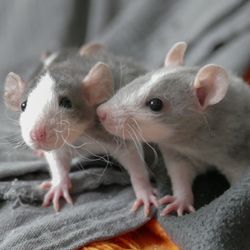 two grey and white rats on a grey fleece blanket