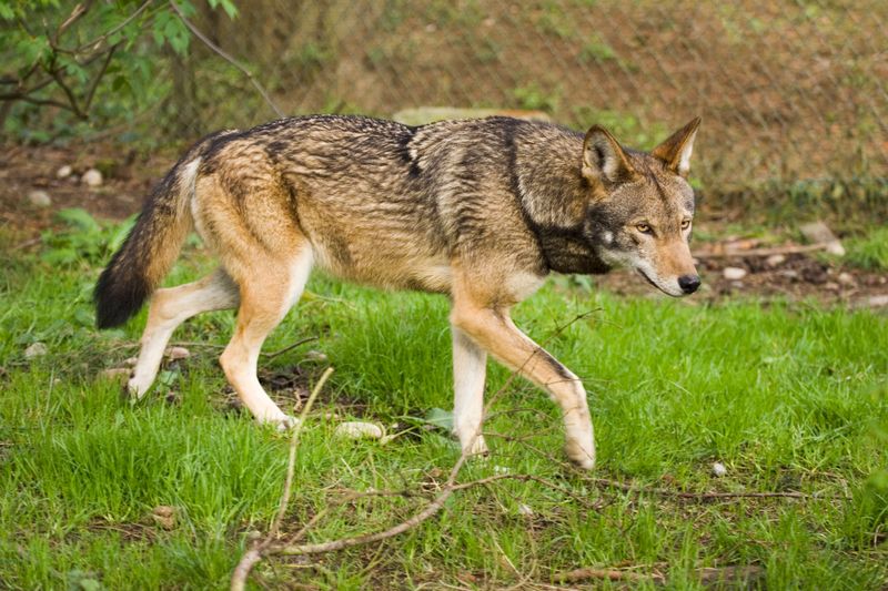 photograph of an adult red wolf, a canine with reddish brown fur