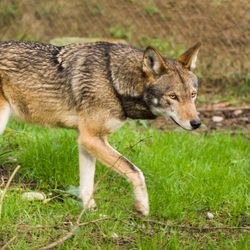 photograph of an adult red wolf, a canine with reddish brown fur