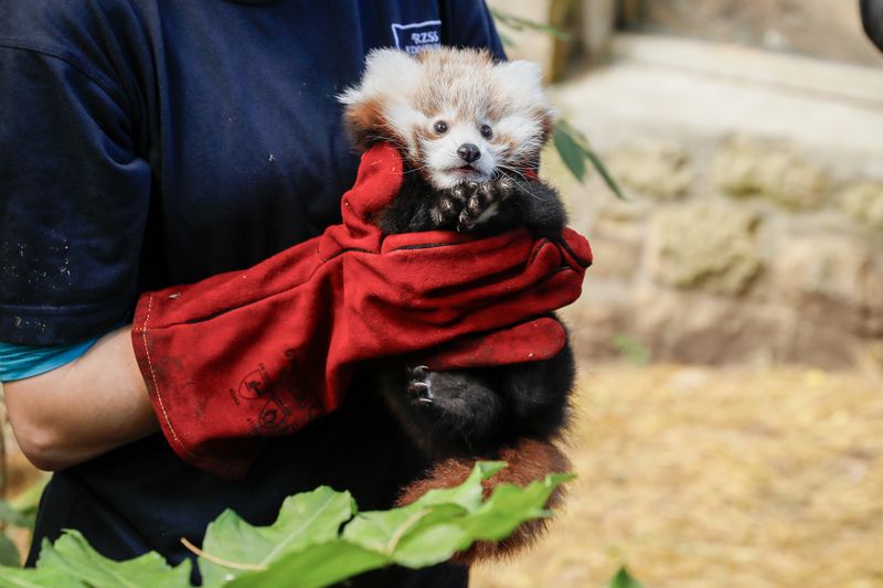 photograph of a zookeeper holding a small red panda kit