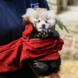 photograph of a zookeeper holding a small red panda kit