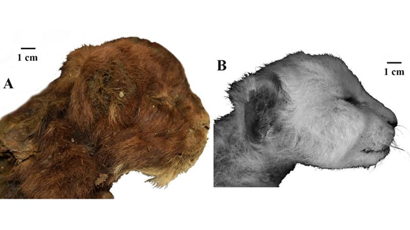 A side view of the saber-toothed cat's head, recently discovered in Siberian permafrost.