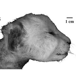 A side view of the saber-toothed cat's head, recently discovered in Siberian permafrost.