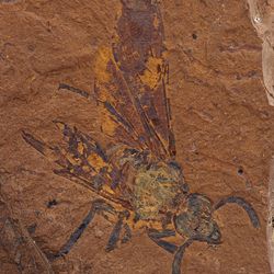 Large red rock with the sawfly fossil on top. The fossil is extremely well preserved with a very clear head, legs and wings.