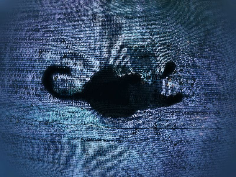 A photo of a canvas canopy with a cat standing on it. The cat is only visible as a silouhette.