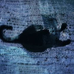 A photo of a canvas canopy with a cat standing on it. The cat is only visible as a silouhette.