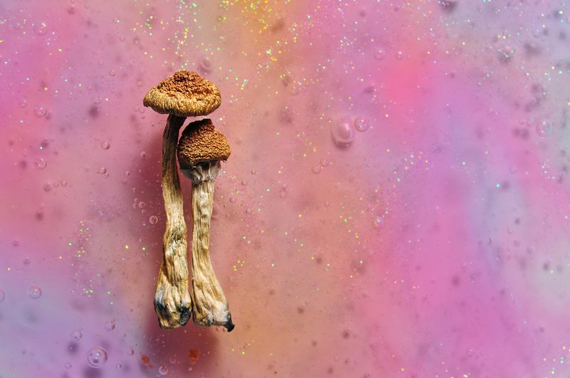 psilocybin mushrooms on pink/purple/yellow marbled background with glitter