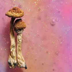 psilocybin mushrooms on pink/purple/yellow marbled background with glitter