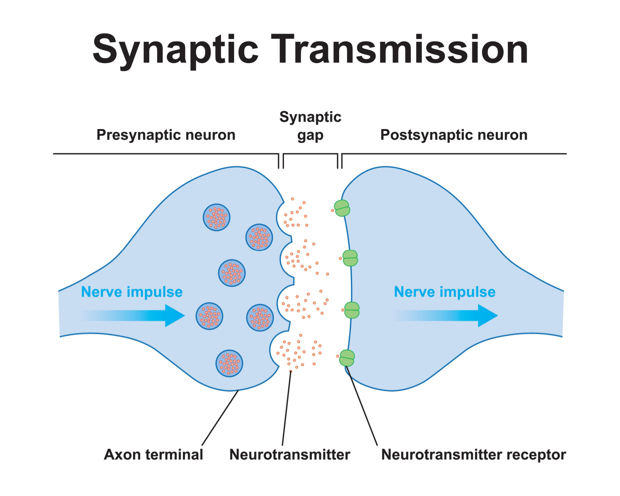 diagram of synaptic transmission